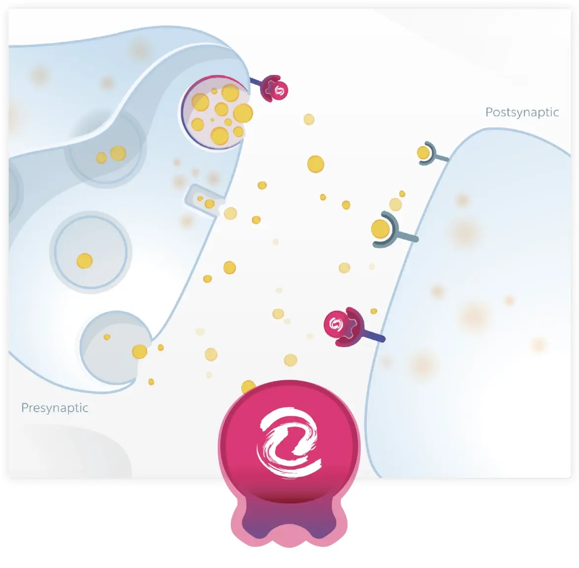 Diagram showing EXXUA selectively binding to presynaptic and postsynaptic 5-HT1A receptors.