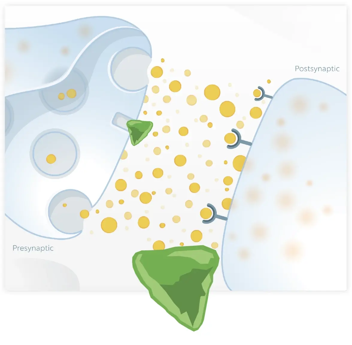Diagram showing SSRIs and SNRIs flooding the synaptic cleft and activating multiple receptor subtypes.