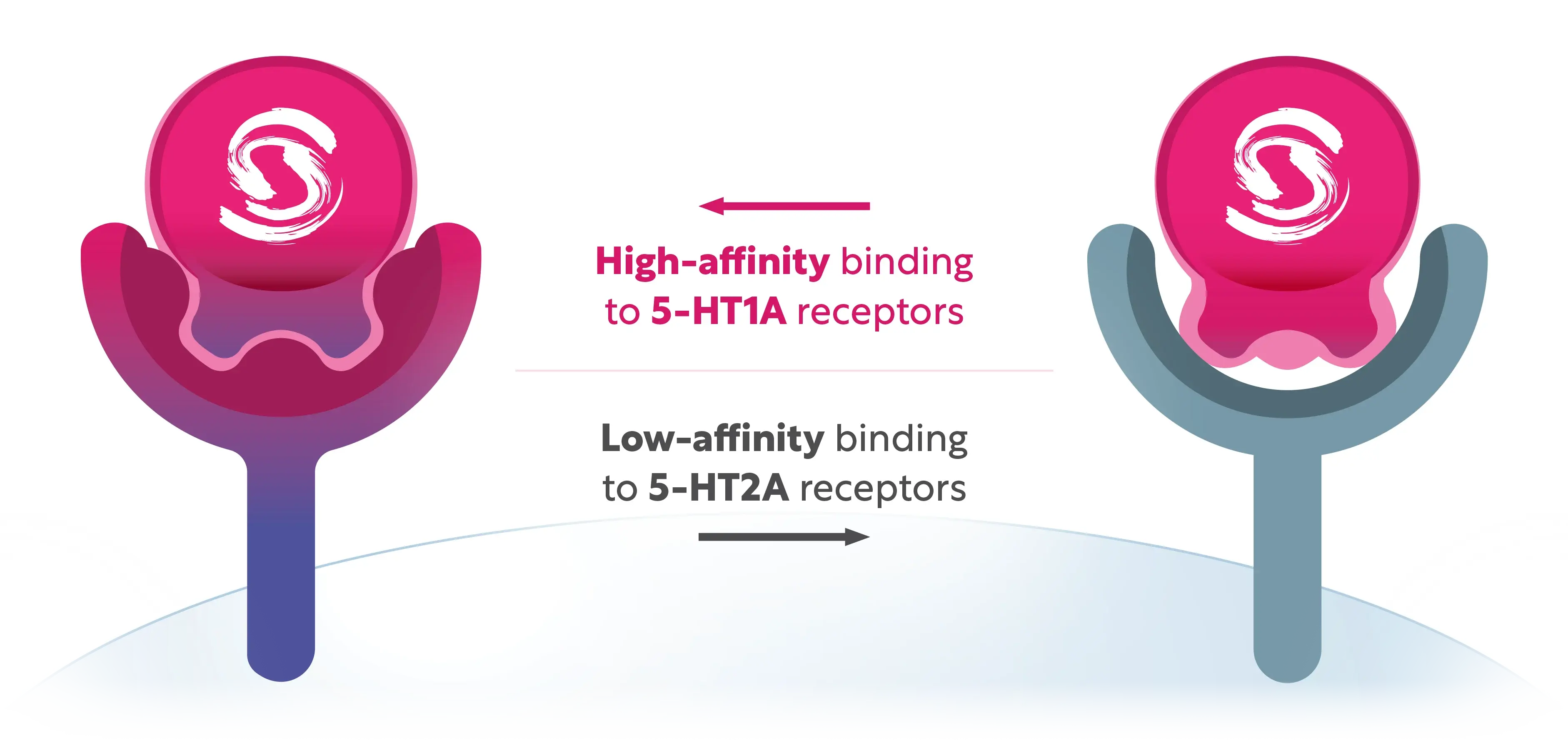Diagram illustrating EXXUA's selective activation of the 5-HT1A receptor.